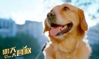 娱乐吃瓜酱忠犬琪哥,娱乐吃瓜酱的忠实守护者